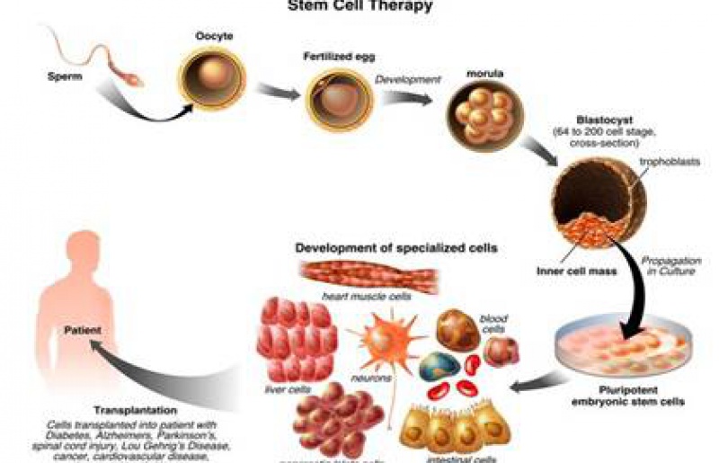 Tế bào gốc ứng dụng trong điều trị