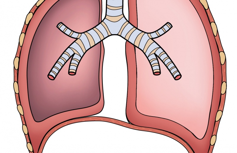 Khám phá liệu pháp Tế Bào Gốc điều trị bệnh phổi