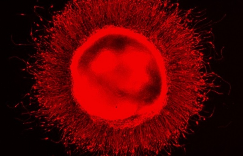 Tế bào gốc máu chịu ảnh hưởng bởi hệ thống miễn dịch