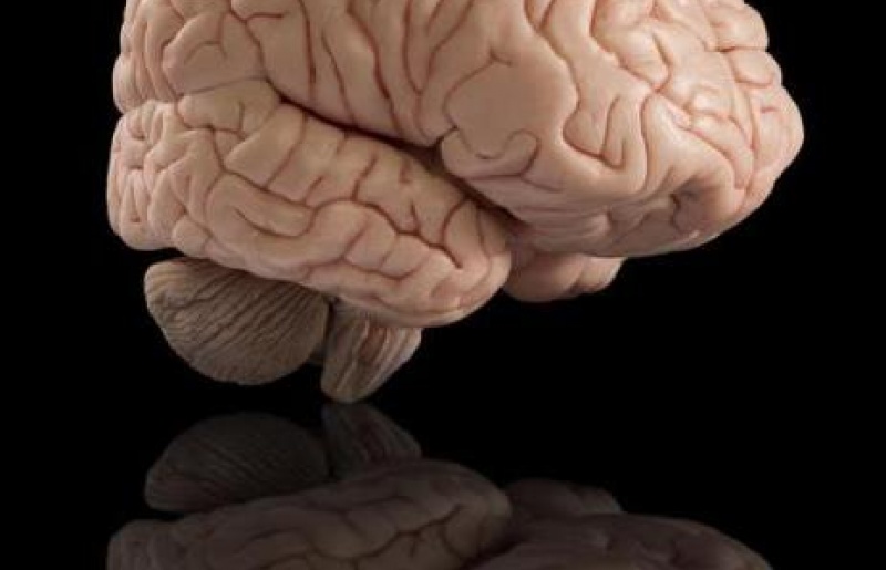 Tế Bào Gốc – Chìa khóa tiềm năng cho Tổn thương Não