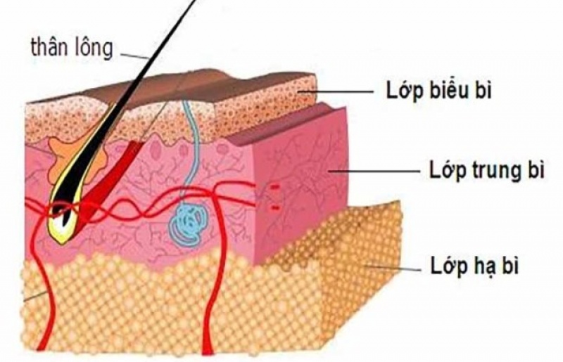 SINH LÝ DA VÀ SỰ LÃO HÓA